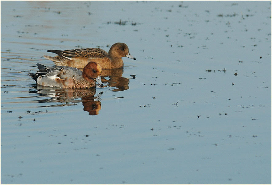 Pfeifente (Anas penelope)