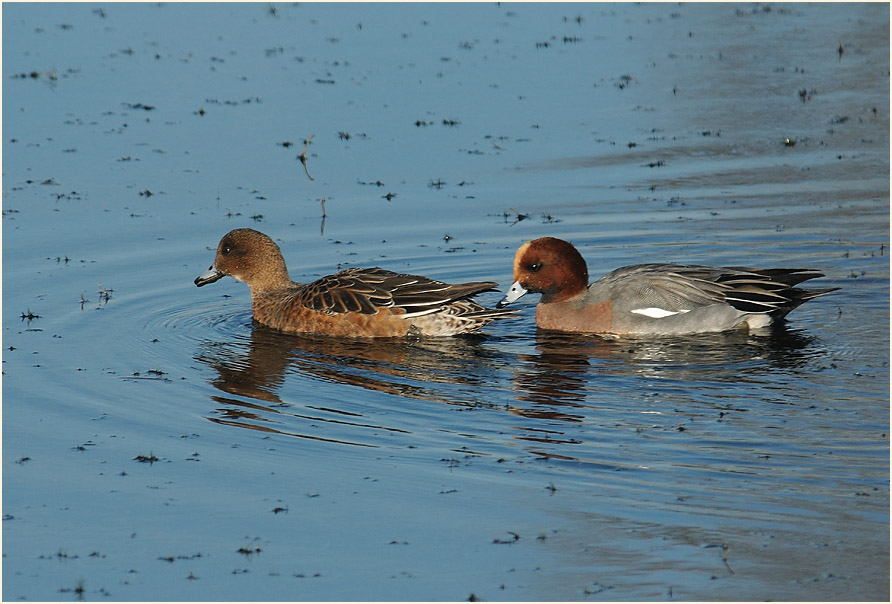 Pfeifente (Anas penelope)