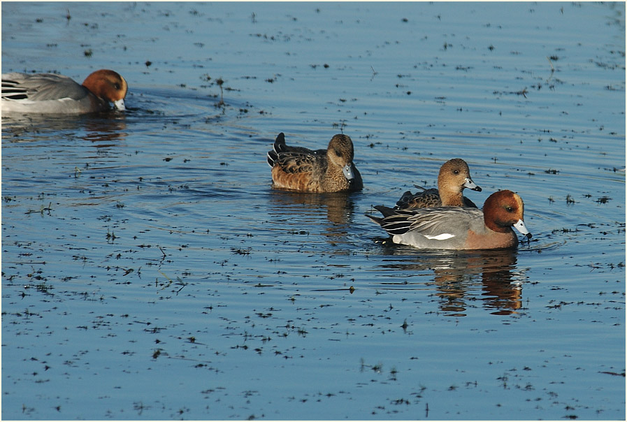 Pfeifente (Anas penelope)