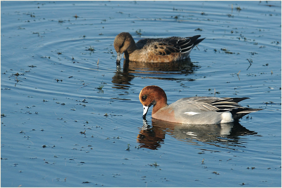 Pfeifente (Anas penelope)