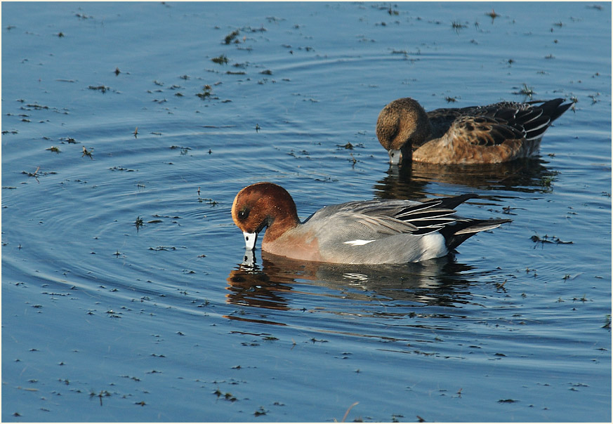 Pfeifente (Anas penelope)