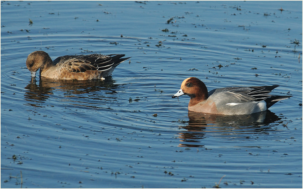 Pfeifente (Anas penelope)