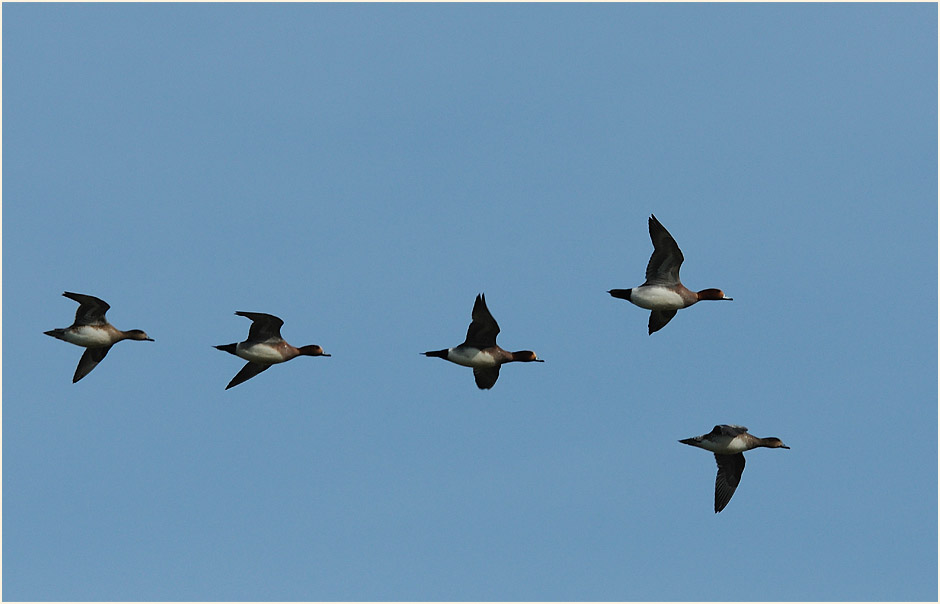 Pfeifenten (Anas penelope)