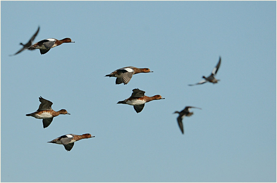 Pfeifenten (Anas penelope)