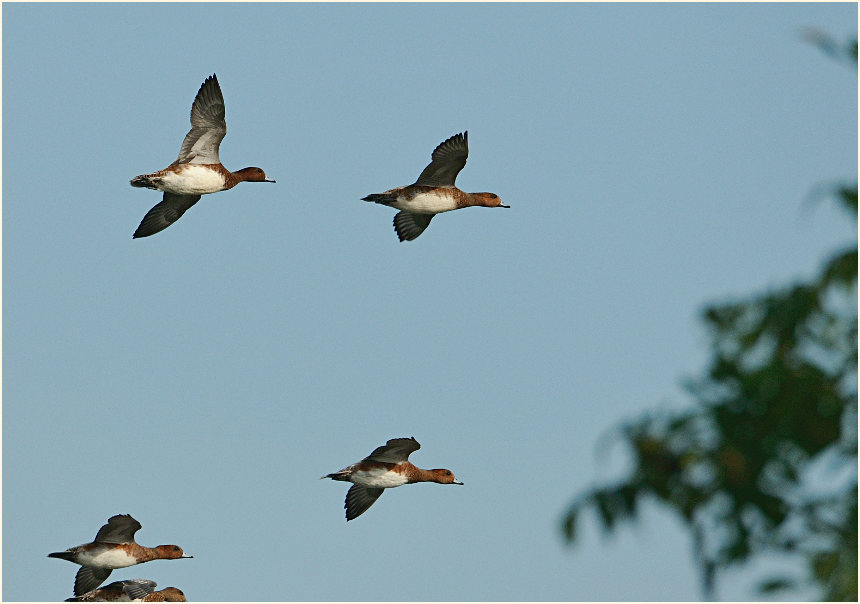 Pfeifenten (Anas penelope)