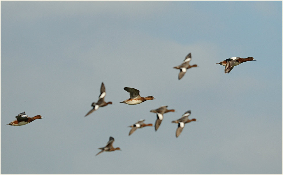 Pfeifenten (Anas penelope)