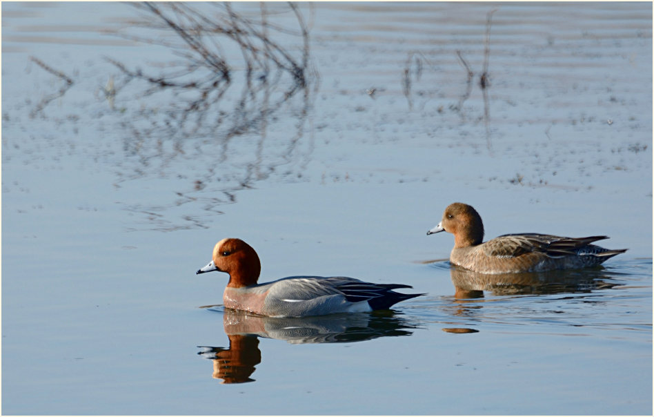 Pfeifenten (Anas penelope)