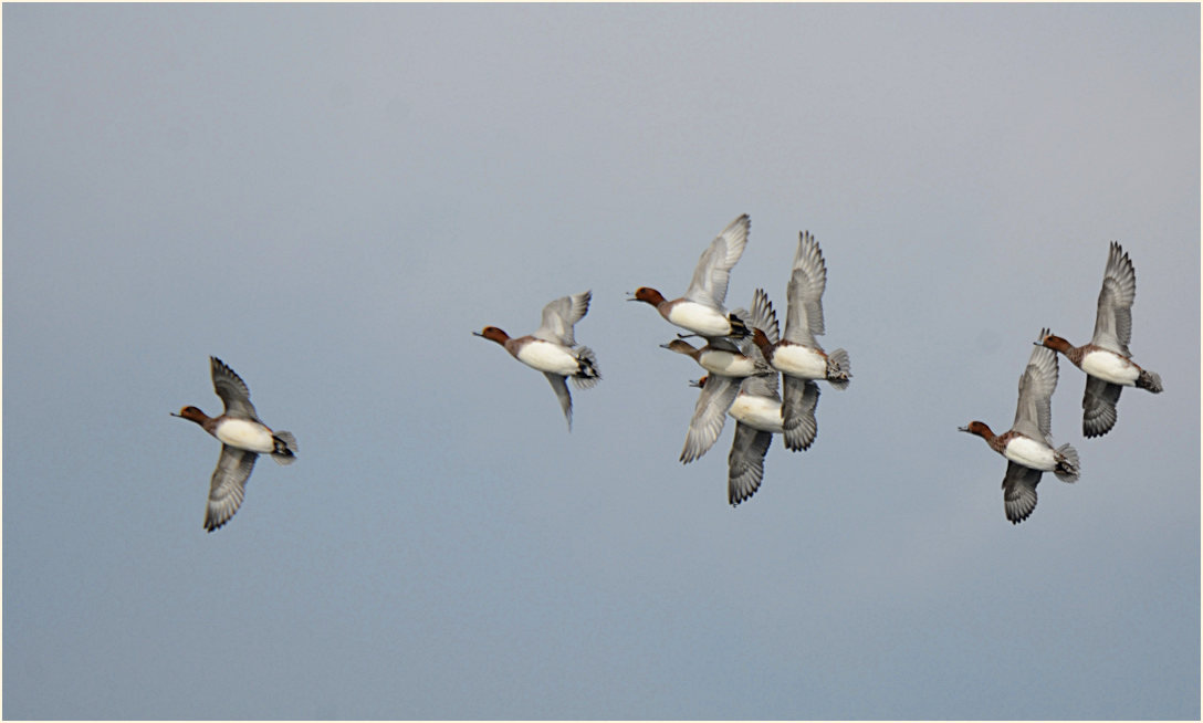 Pfeifenten (Anas penelope)