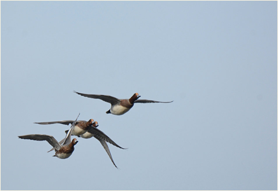 Pfeifenten (Anas penelope)