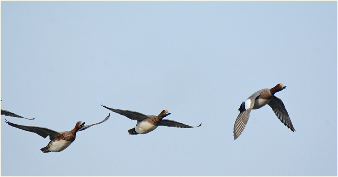 Pfeifenten (Anas penelope)