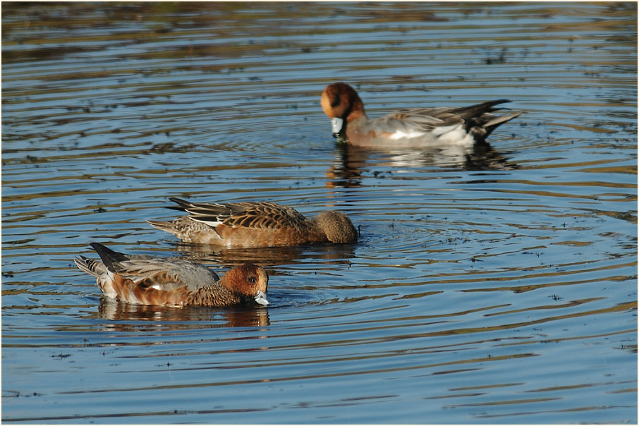 Pfeifente (Anas penelope)