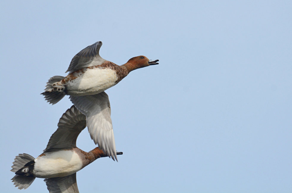 Pfeifenten (Anas penelope)