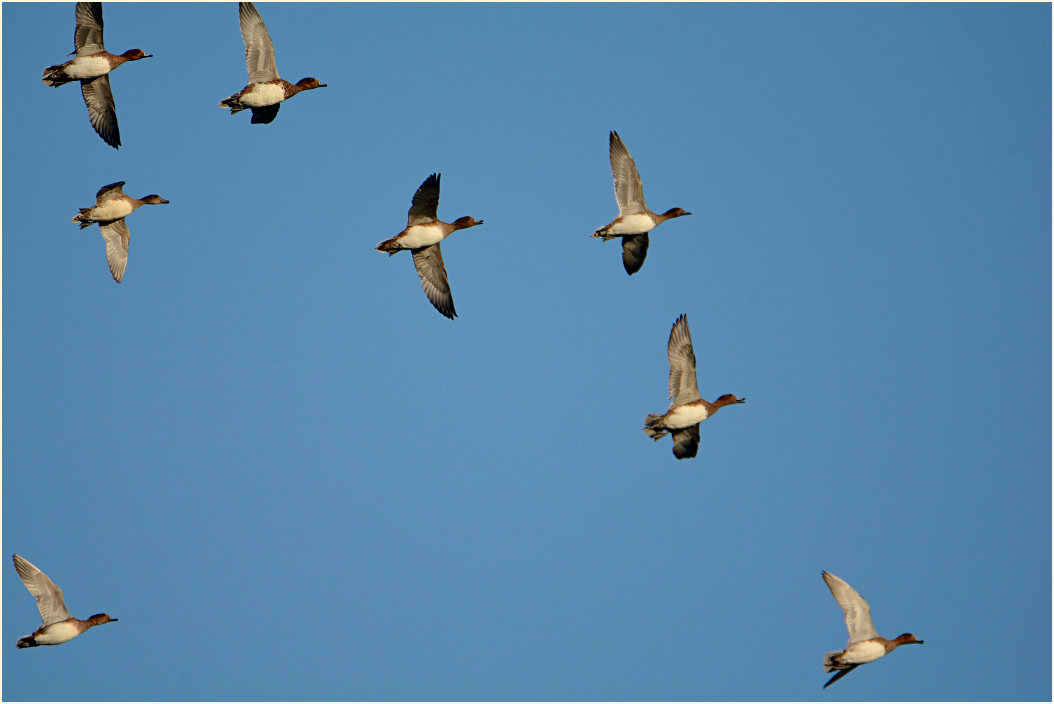 Pfeifenten (Anas penelope)