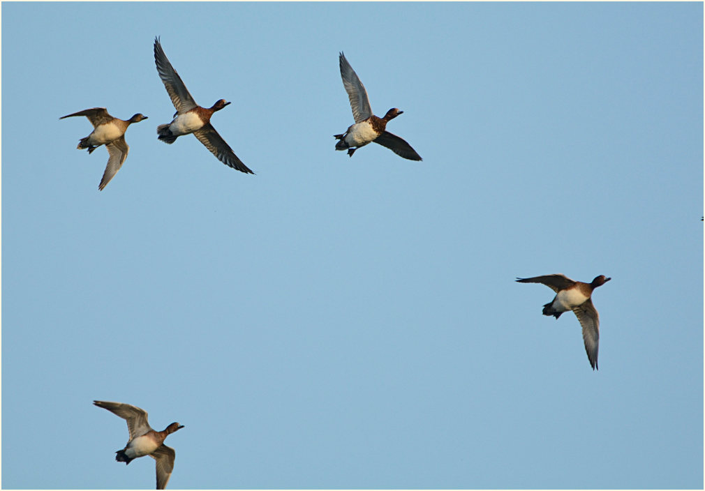 Pfeifenten (Anas penelope)