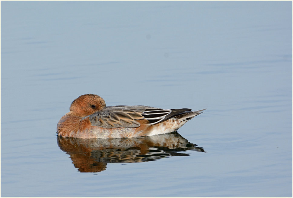 Pfeifente (Anas penelope)