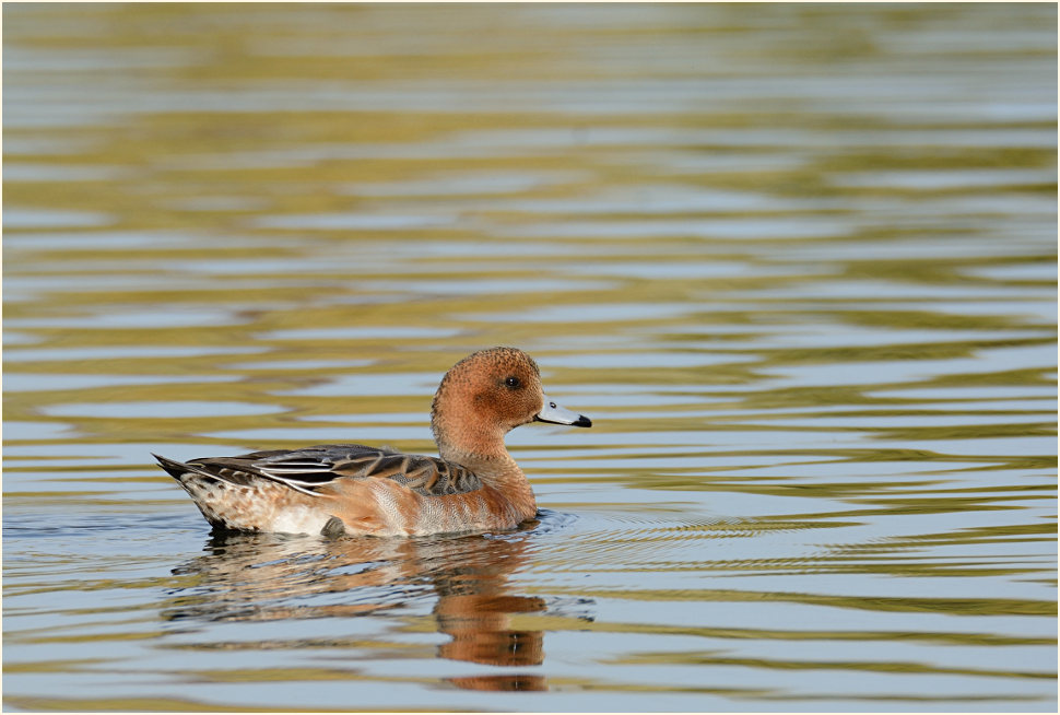 Pfeifente (Anas penelope)