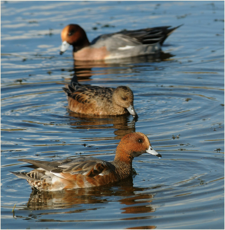 Pfeifente (Anas penelope)