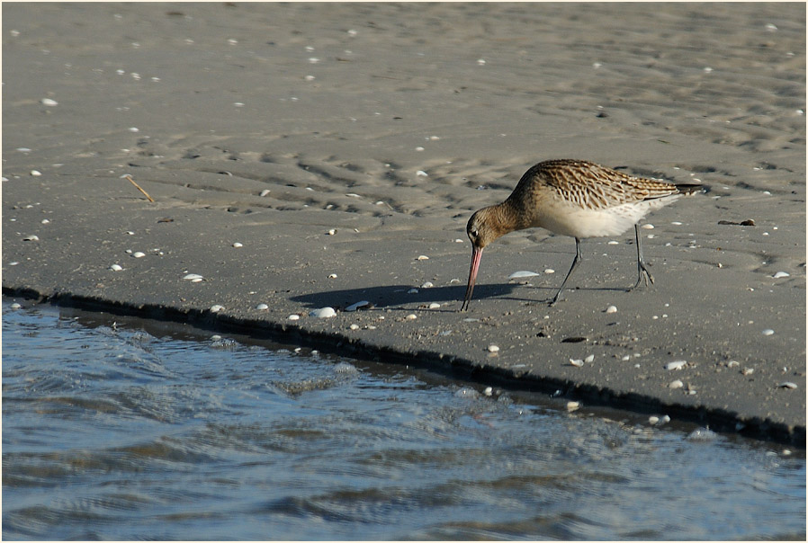 Pfuhlschnepfe (Limosa lapponica) 