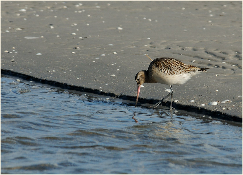 Pfuhlschnepfe (Limosa lapponica) 