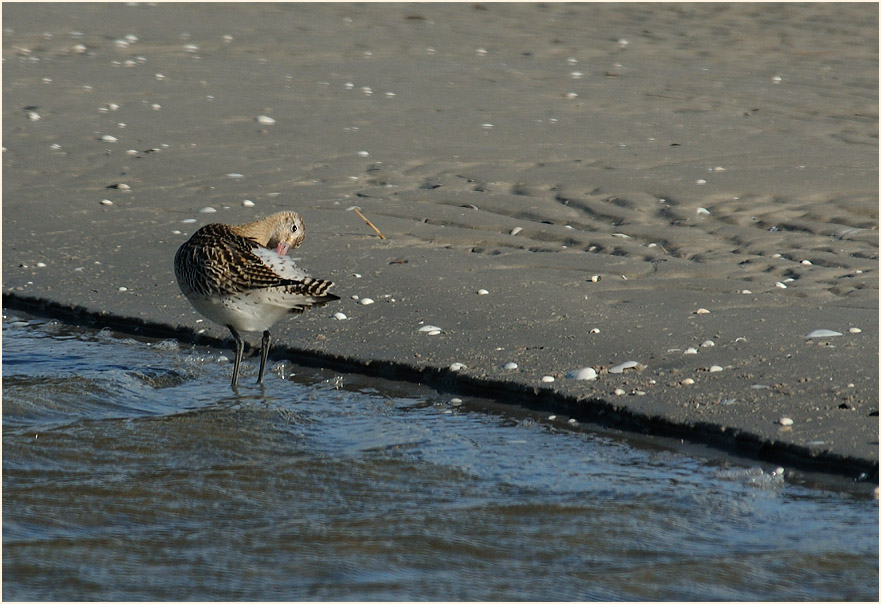 Pfuhlschnepfe (Limosa lapponica) 