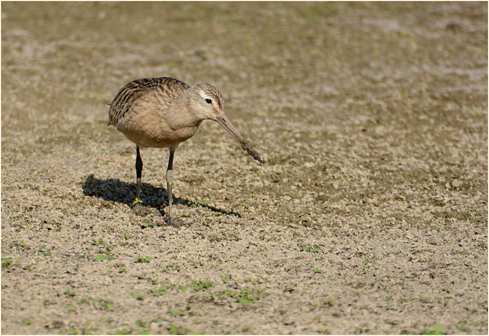 Pfuhlschnepfe (Limosa lapponica) 