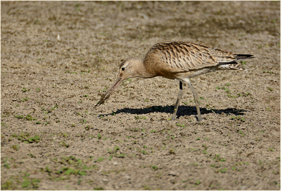 Pfuhlschnepfe (Limosa lapponica) 