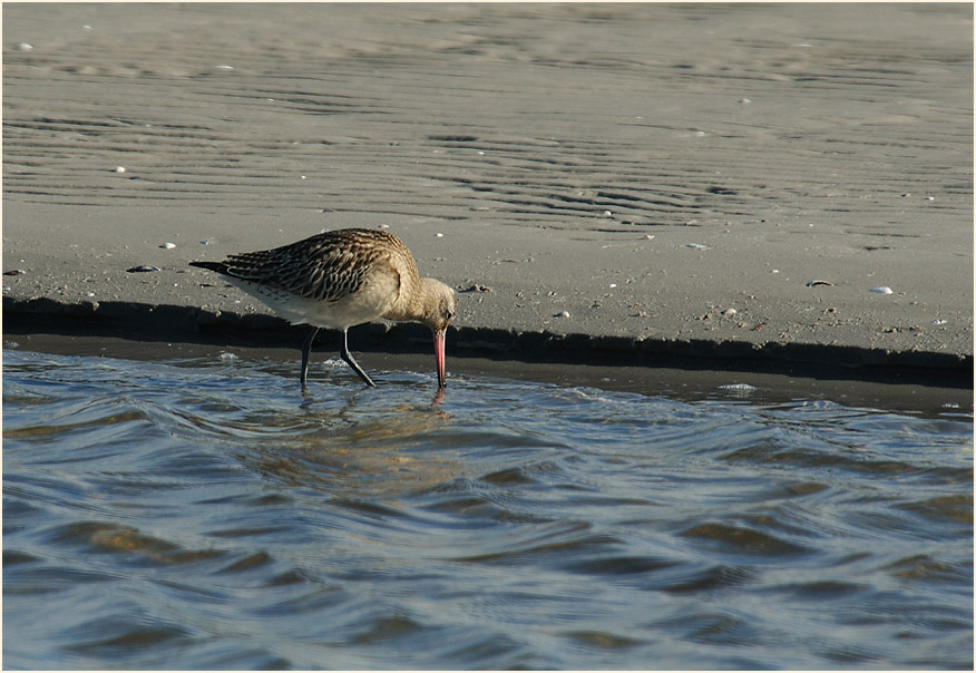 Pfuhlschnepfe (Limosa lapponica) 