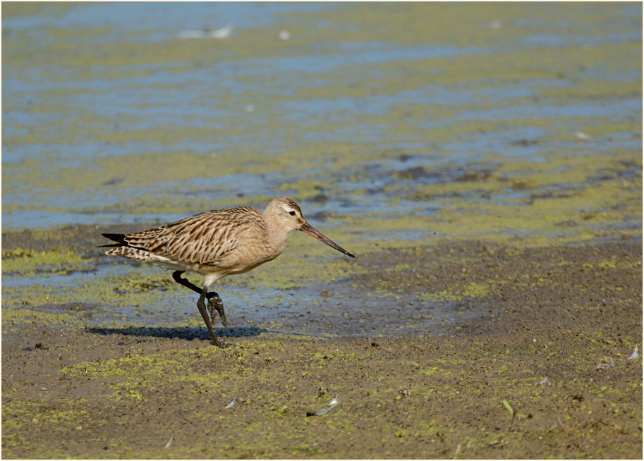 Pfuhlschnepfe (Limosa lapponica) 