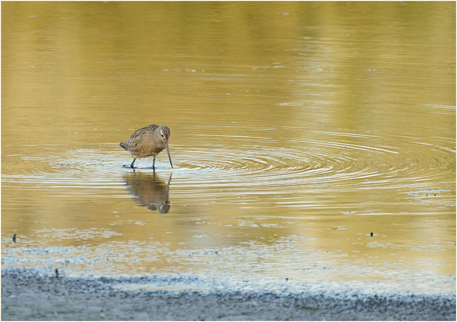 Pfuhlschnepfe (Limosa lapponica) 
