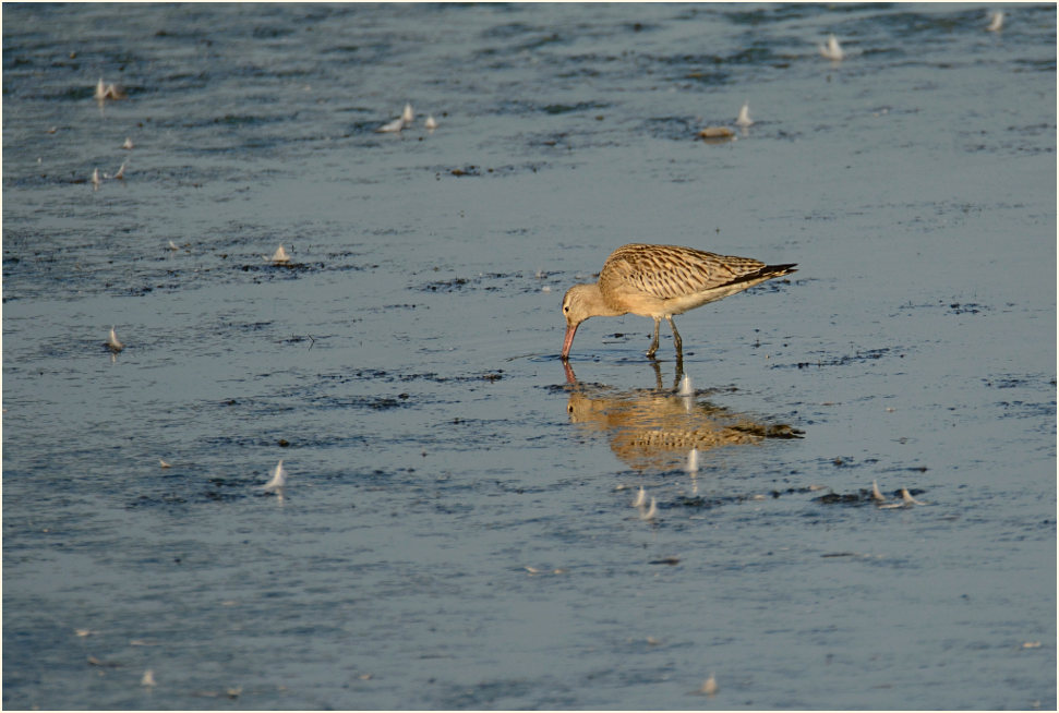 Pfuhlschnepfe (Limosa lapponica) 