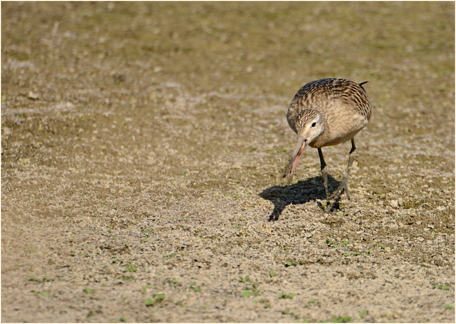 Pfuhlschnepfe (Limosa lapponica) 