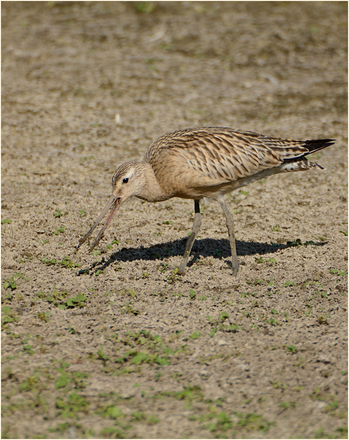 Pfuhlschnepfe (Limosa lapponica) 