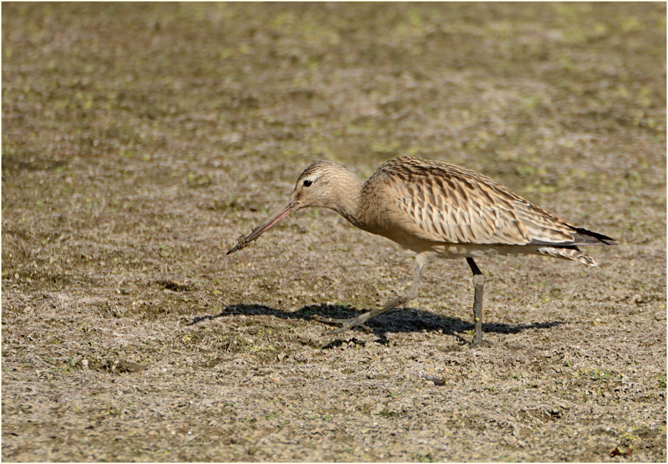 Pfuhlschnepfe (Limosa lapponica) 