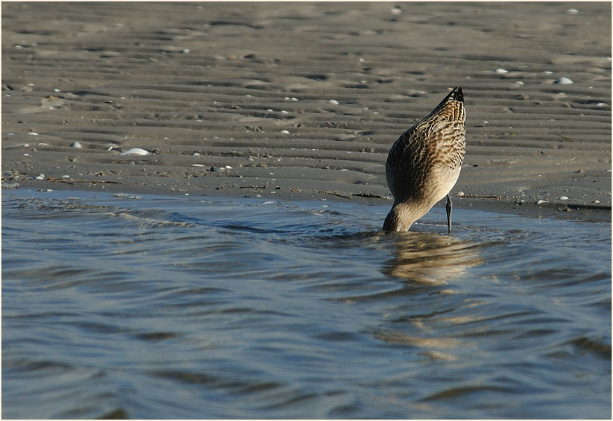 Pfuhlschnepfe (Limosa lapponica) 