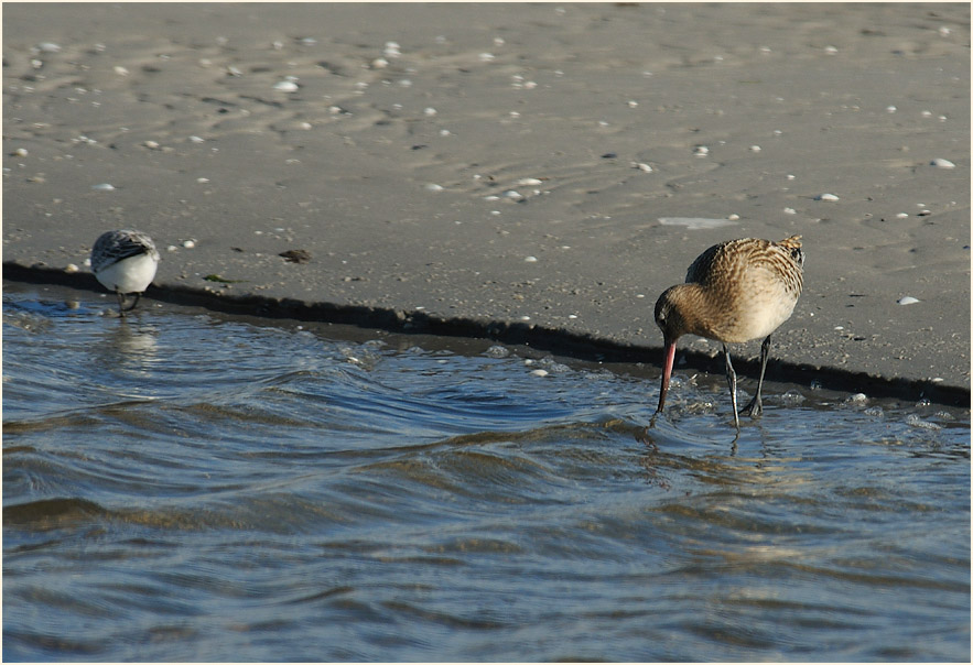Pfuhlschnepfe (Limosa lapponica) 