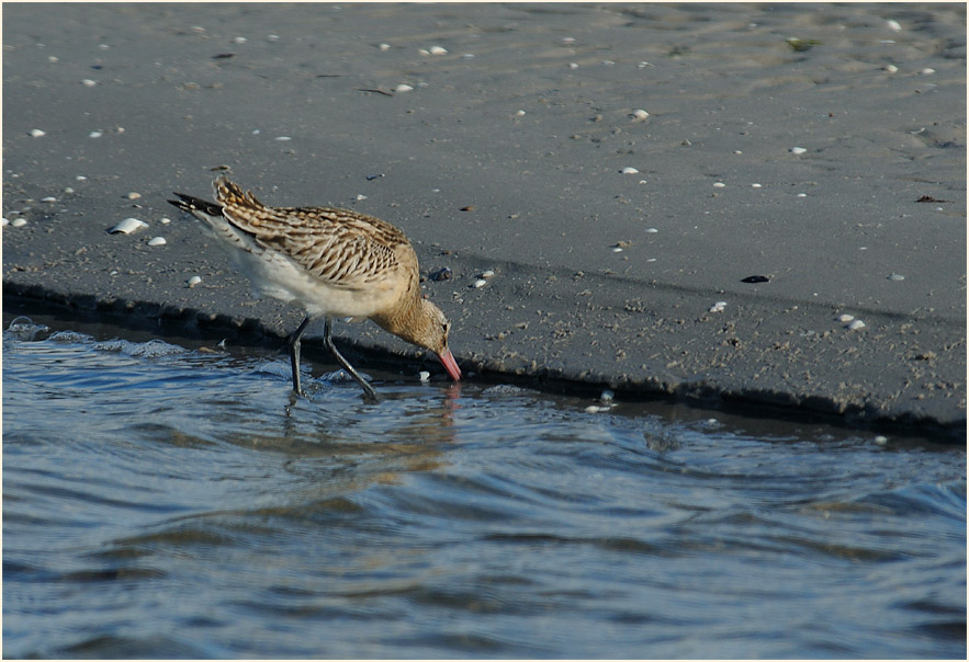 Pfuhlschnepfe (Limosa lapponica) 