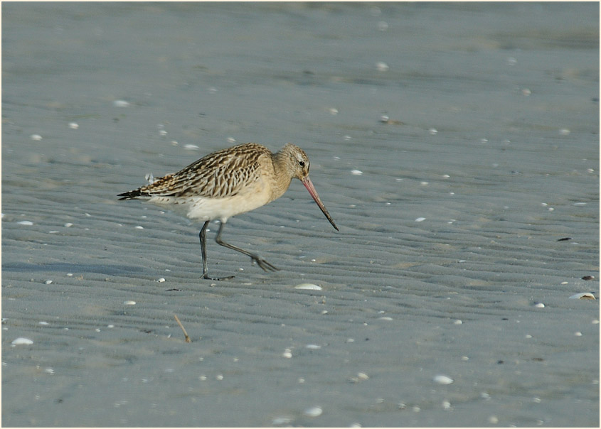 Pfuhlschnepfe (Limosa lapponica) 