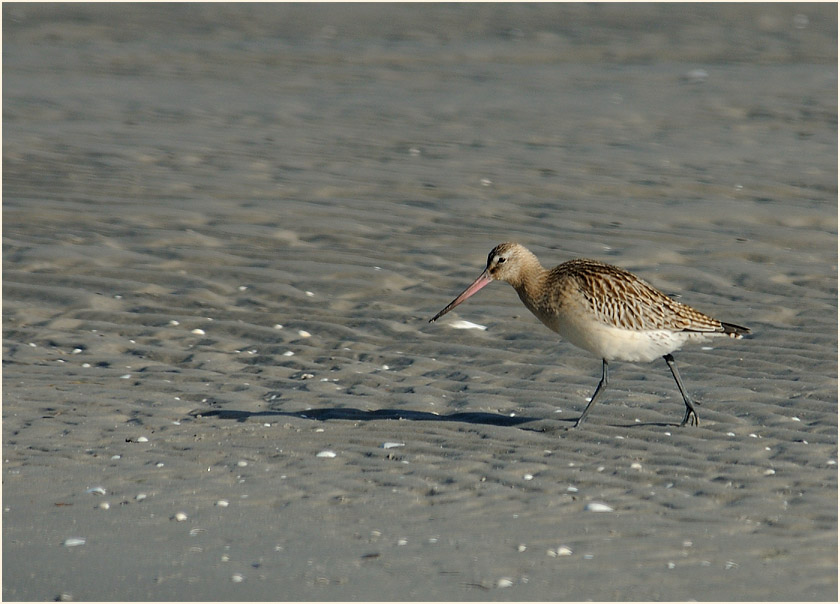 Pfuhlschnepfe (Limosa lapponica) 