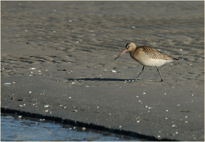 Pfuhlschnepfe (Limosa lapponica) 