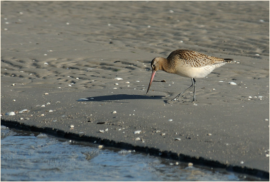 Pfuhlschnepfe (Limosa lapponica) 