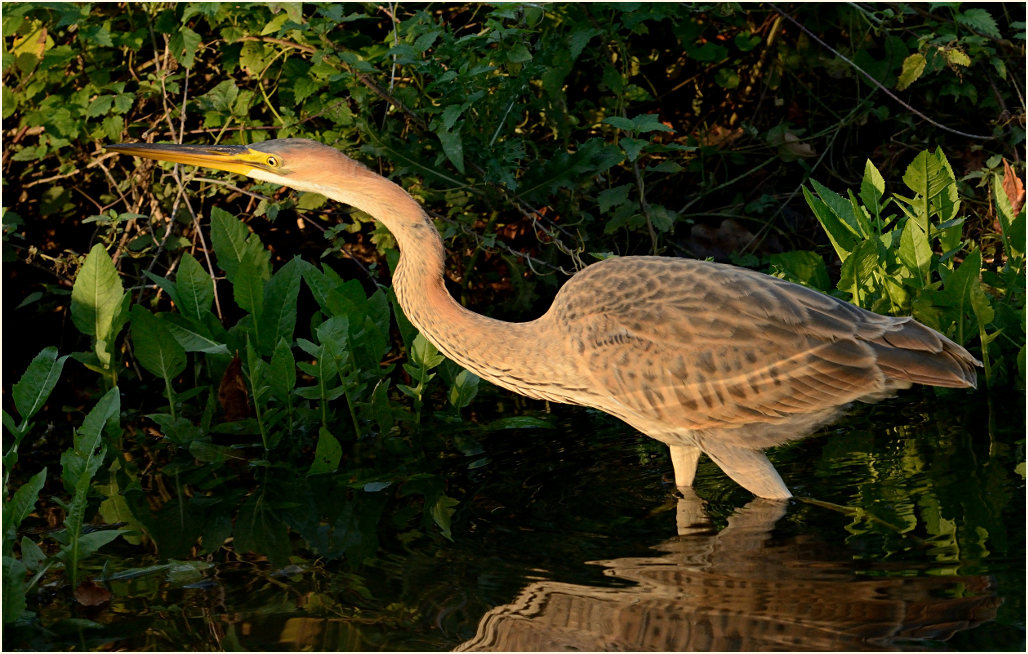  Purpurreiher (Ardea purpurea)