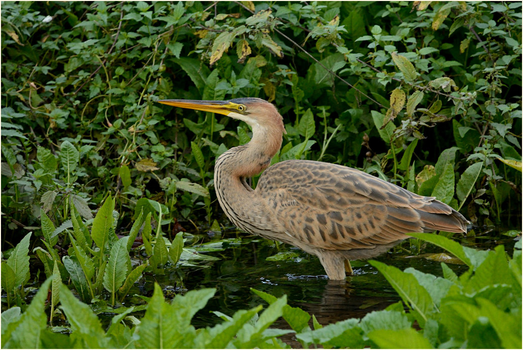  Purpurreiher (Ardea purpurea)