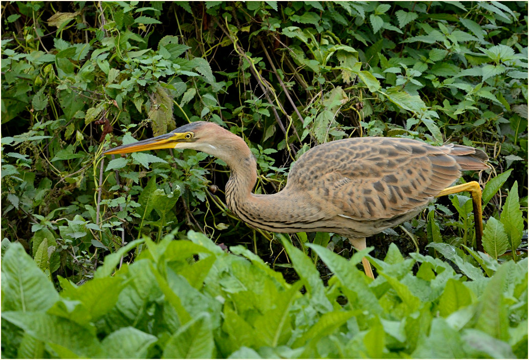 Purpurreiher (Ardea purpurea)