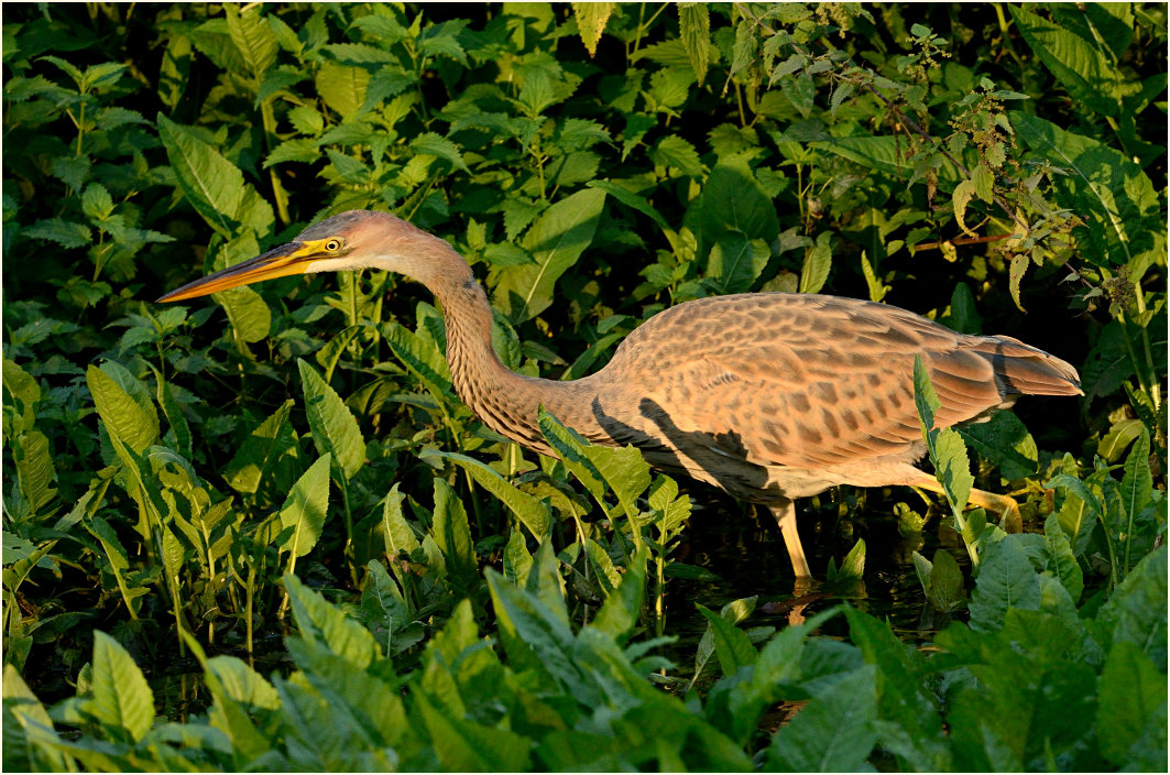  Purpurreiher (Ardea purpurea)