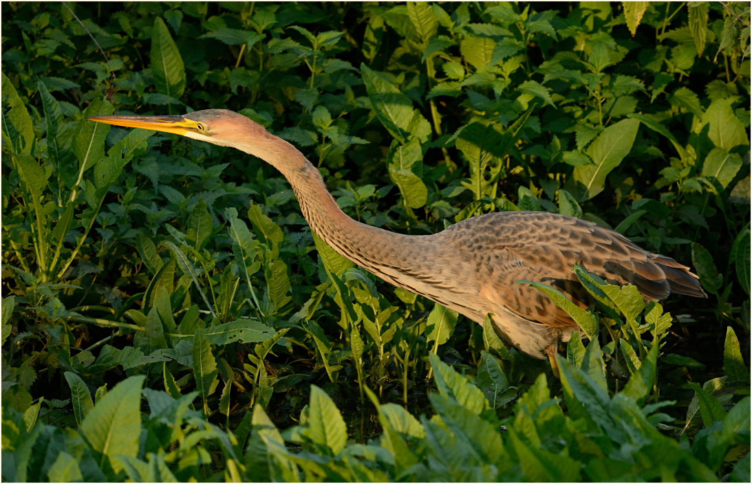  Purpurreiher (Ardea purpurea)