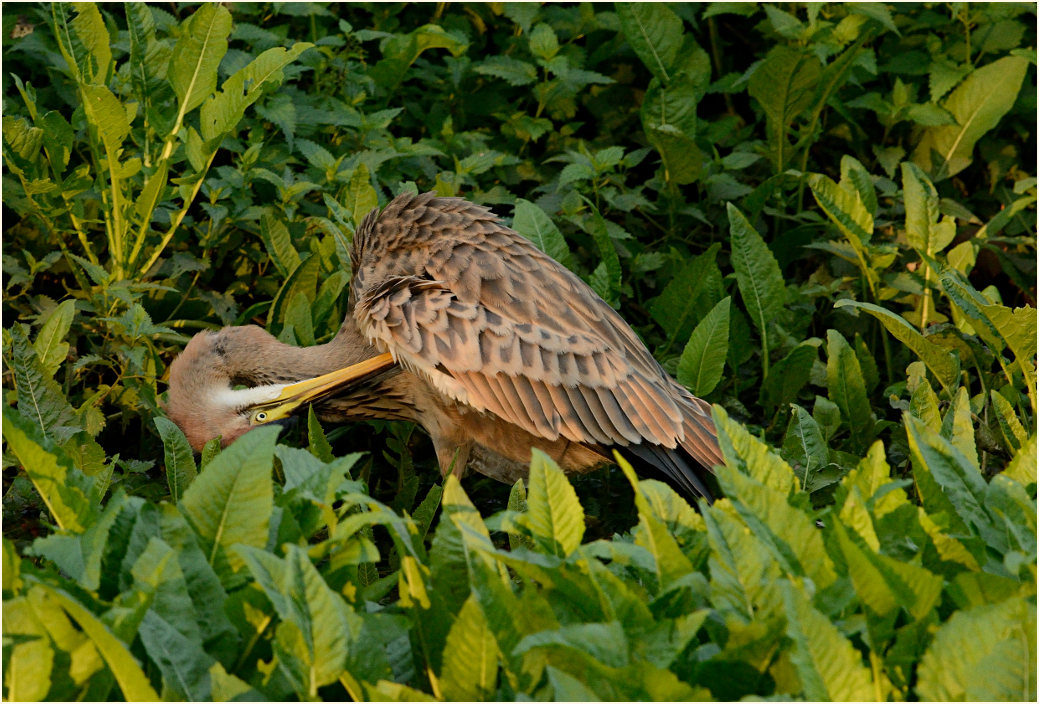  Purpurreiher (Ardea purpurea)