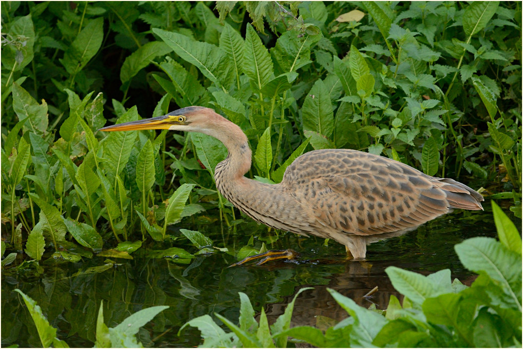  Purpurreiher (Ardea purpurea)