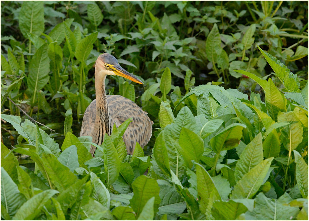  Purpurreiher (Ardea purpurea)