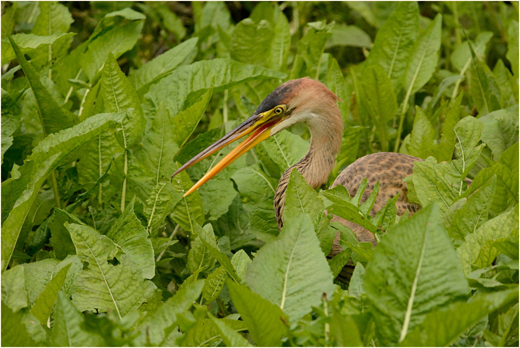  Purpurreiher (Ardea purpurea)