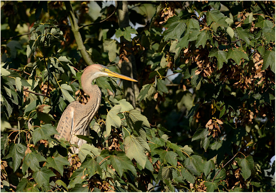  Purpurreiher (Ardea purpurea)